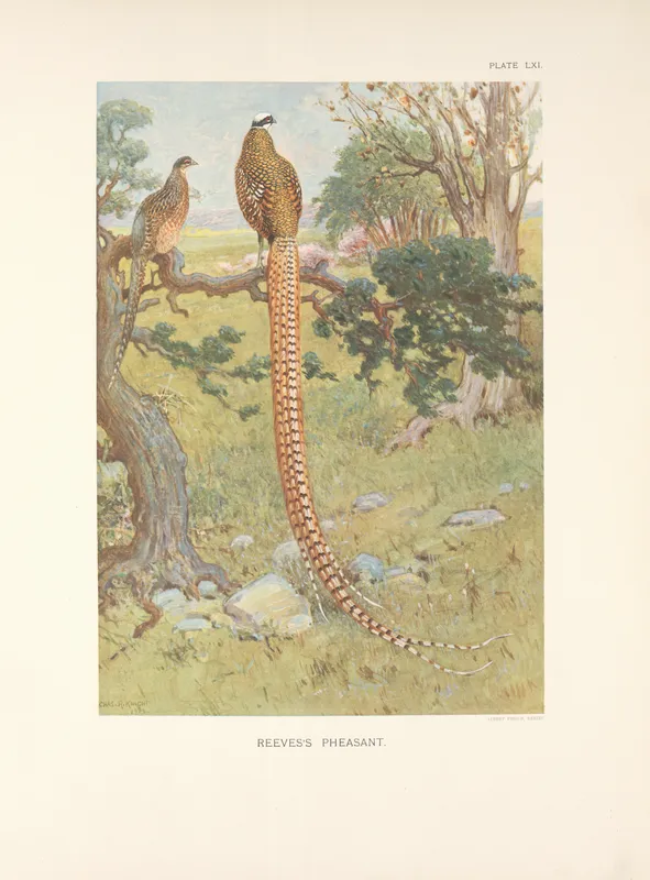 Reeves’s Pheasant (Syrmaticus reevesi). (1918-1922) by Charles Robert Knight
